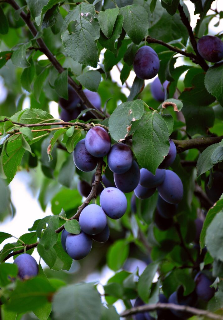 plums, fruit, ripe, violet, branch, blue, healthy, plum tree, stone fruit, fruit tree, plum tree, plum tree, plum tree, plum tree, plum tree